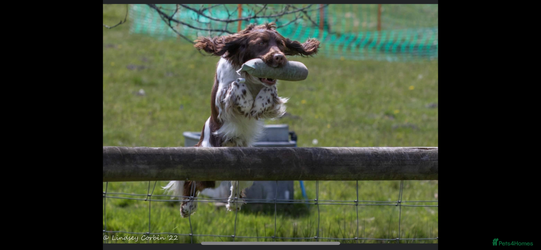 English Springer Spaniel dogs for stud: Working Springer for stud in Wareham - Image 3