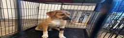 Mixed Breed dogs for adoption: Georgie Porgie 💙 in Dorchester - Advert 3