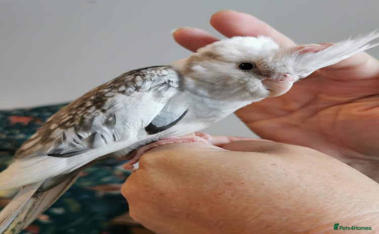Cockatiels birds - Advert 1