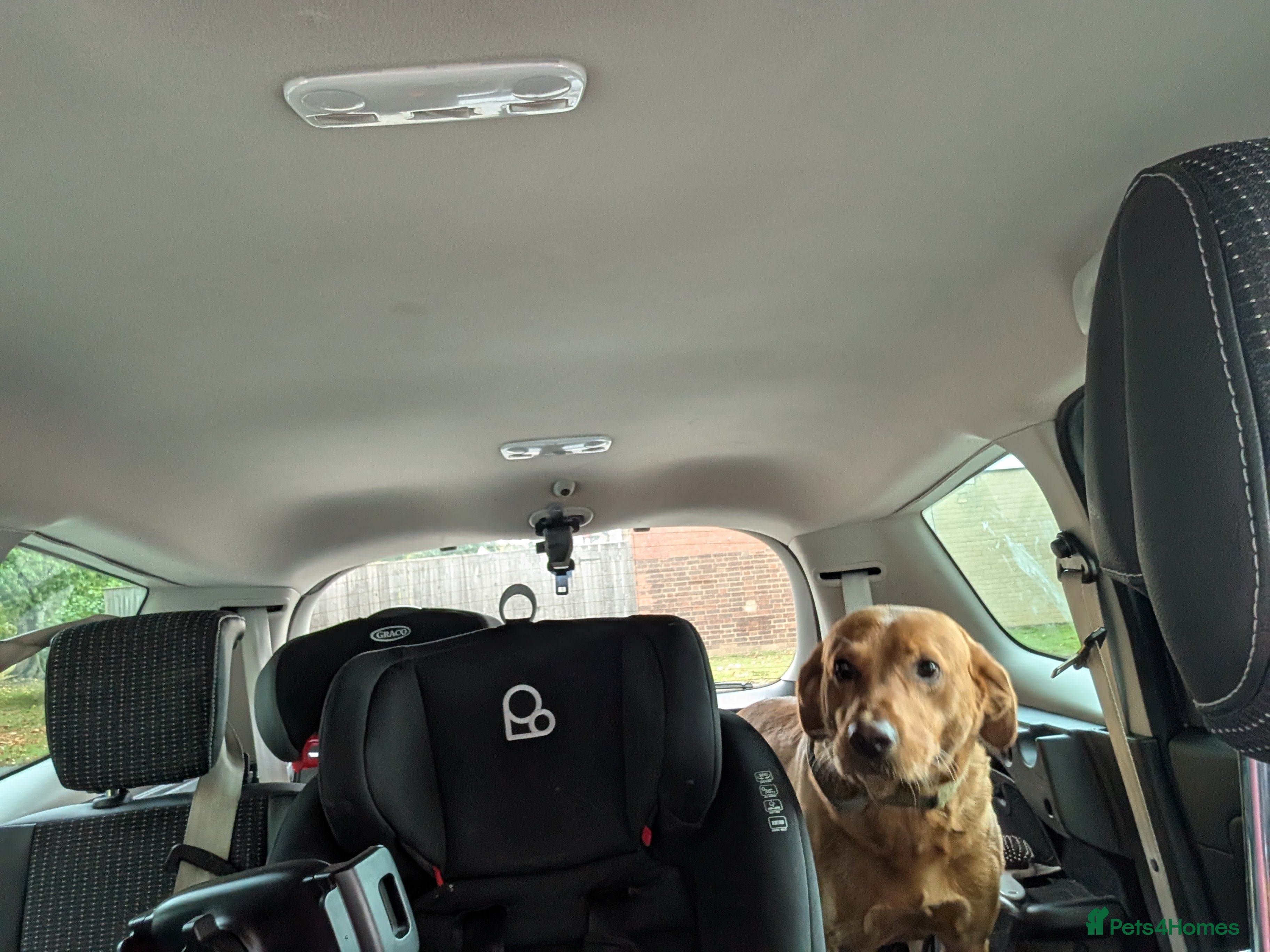 Labrador Retriever dogs Bruno in Newton Aycliffe - Advert 1