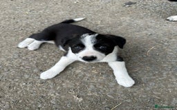 Welsh Collie dogs for sale: Beautiful Welsh Collie Puppies FOR SALE - Image 15