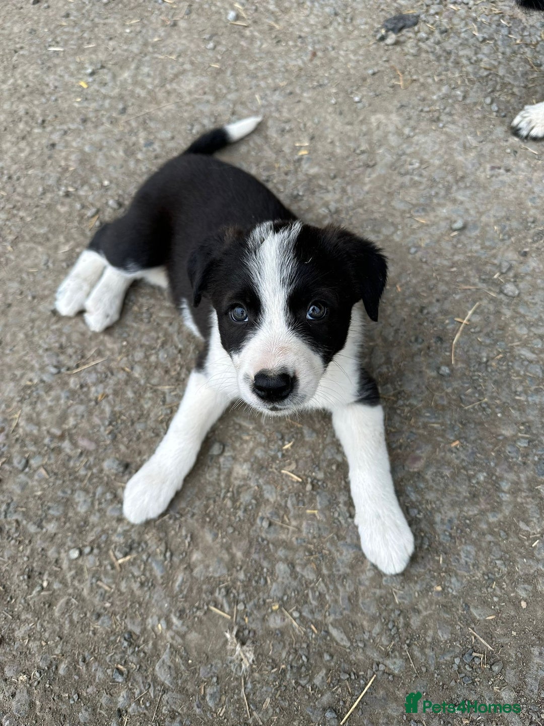 Welsh Collie dogs for sale: Beautiful Welsh Collie Puppies FOR SALE - Image 15