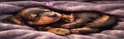 Miniature Dachshund dogs for sale: Mini dachshund puppies - Advert 7