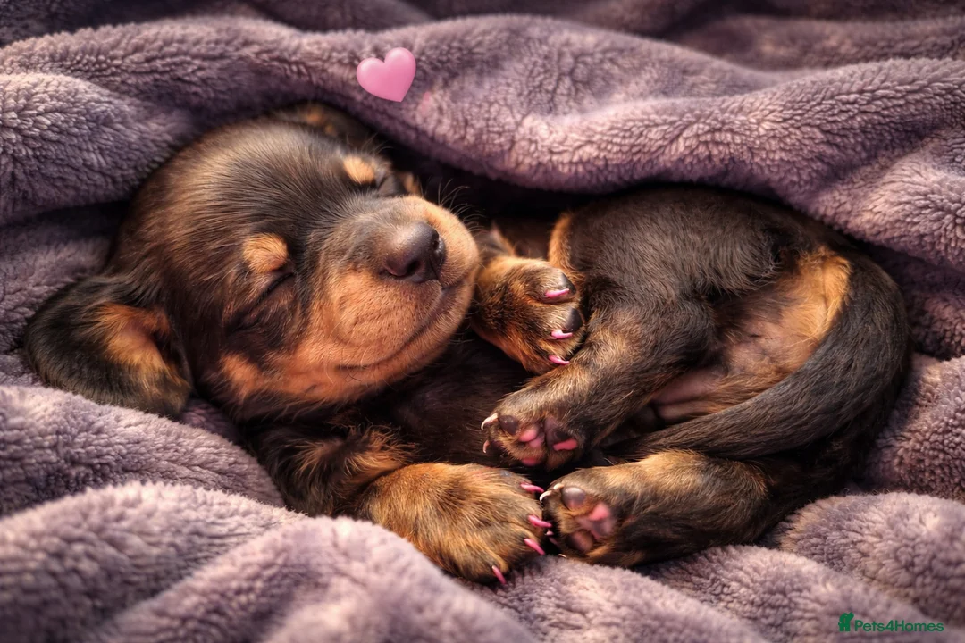 Miniature Dachshund dogs for sale: Mini dachshund puppies - Advert 7