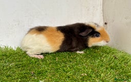 Guinea Pig rodents for sale: Super calm and friendly female guinea pigs  - Image 26