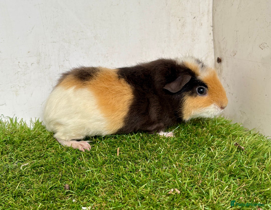 Guinea Pig rodents for sale: Super calm and friendly female guinea pigs  - Image 26