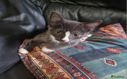 Sphynx cats for sale: Grey/Lilac/Blue half Sphynx, tabby Kittens - Image 5