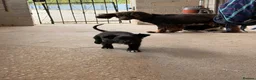 Sprocker dogs for sale: Sprocker pups available  - Advert 5