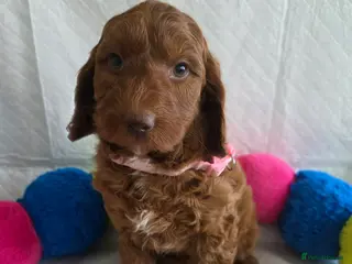 Australian Labradoodle dogs 👑 Multigen Deep Red Australian Double Doodles 👑 - Advert 2