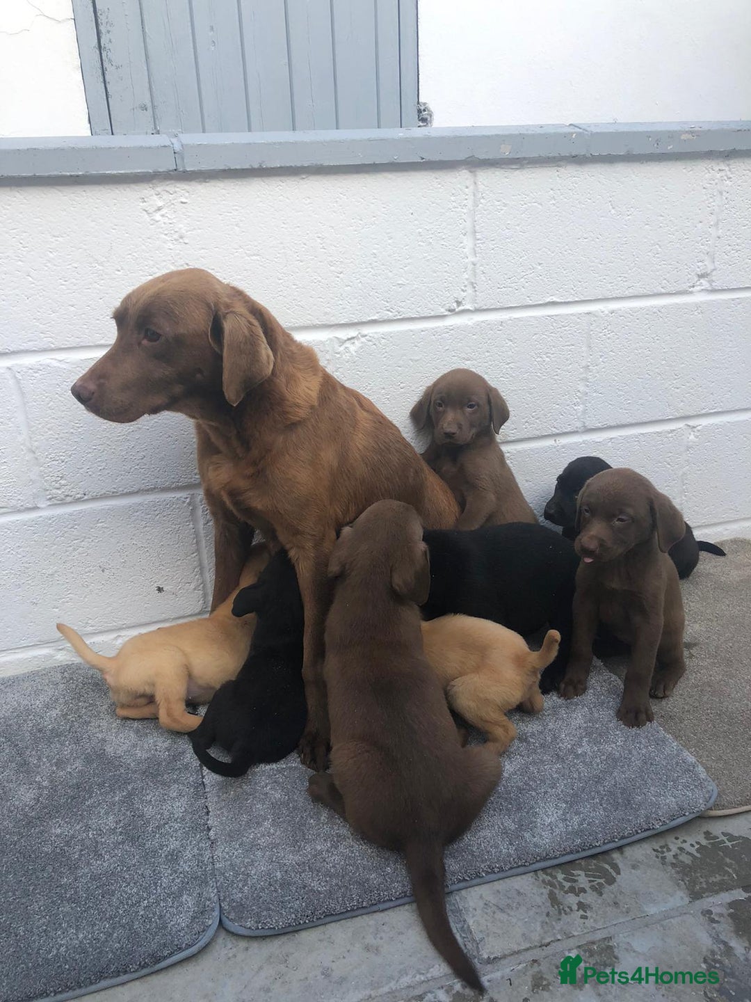 Labrador Retriever dogs for sale: Labrador puppys - Image 4