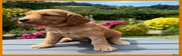 Cockapoo dogs for sale: Gorgeous Fox Red F1 Cookapoos  - Advert 4