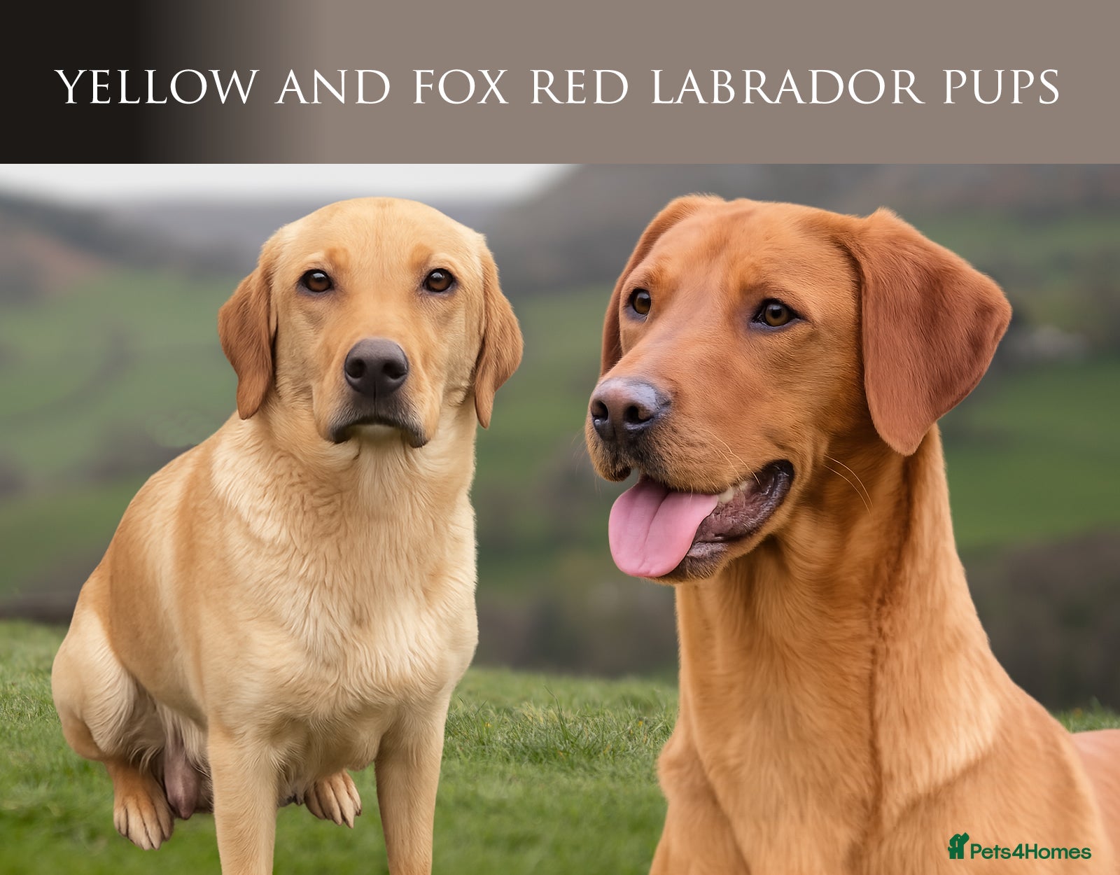 Labrador Retriever dogs KC Reg Fox Red, Yellow and Cream Labrador Puppies - Advert 15
