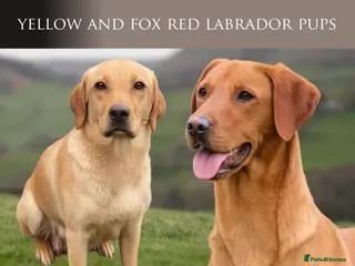 Labrador Retriever dogs KC Reg Fox Red, Yellow and Cream Labrador Puppies - Advert 15