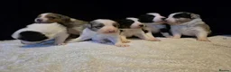Border Collie dogs for sale: 🐾❤️ Beautiful KC Reg family Collie Puppies  in Shrewsbury - Advert 7