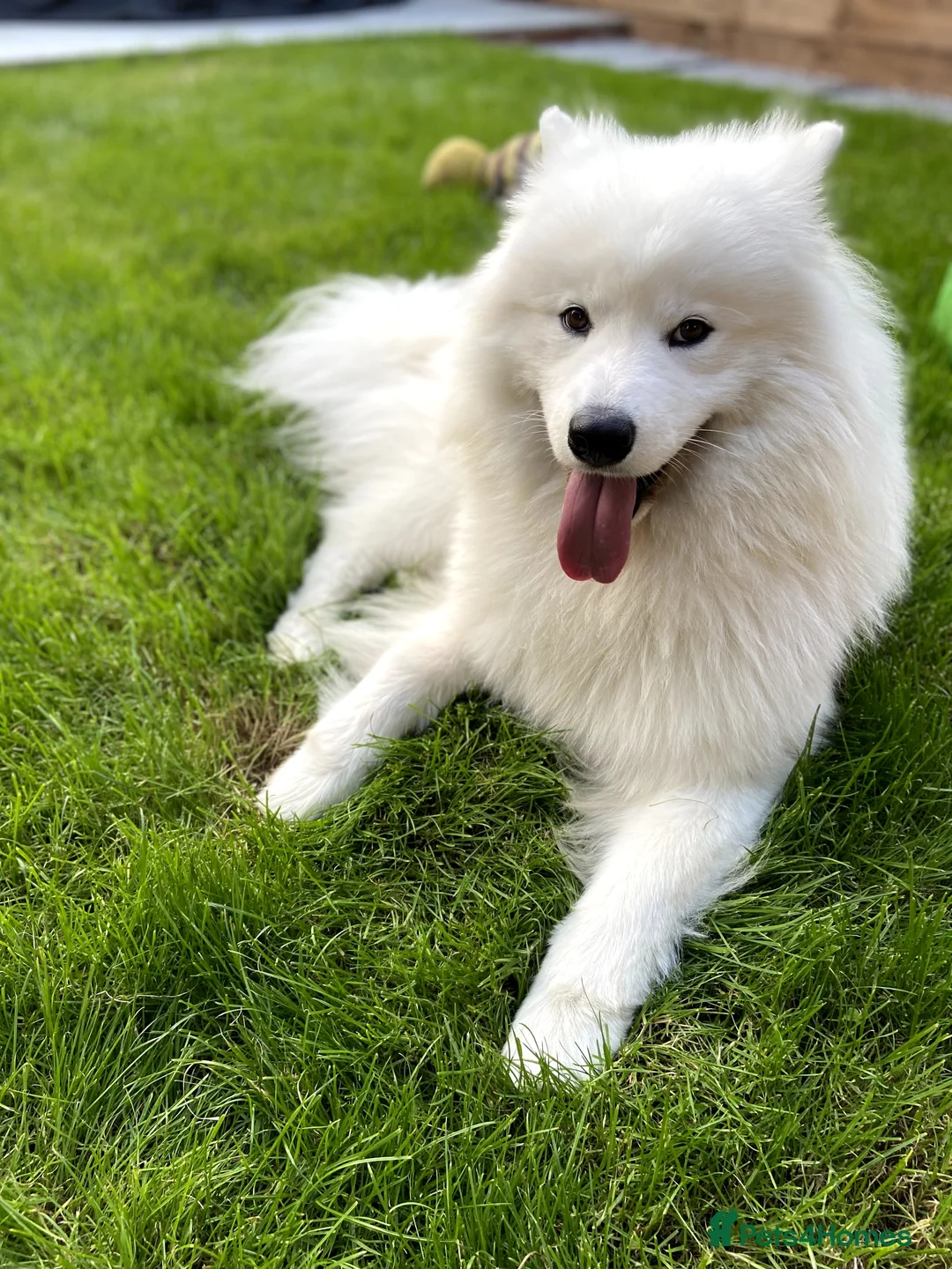 Samoyed dogs for stud: Purebred KC Registered SAMOYED Stud for Breeding  in Reading - Advert 5
