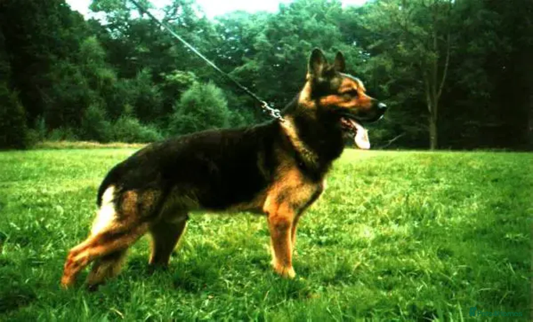 German Shepherd dogs for sale: CZECH DDR WEST GERMAN OLD BLOODLINE KC - Image 27