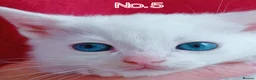 Mixed Breed cats for sale: Ready Now - Trained Ragdoll Mix Kittens Blue Eyes - Advert 14