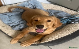 Golden Retriever dogs for sale: Beautiful Male KC Golden Retriever Puppy - Image 1
