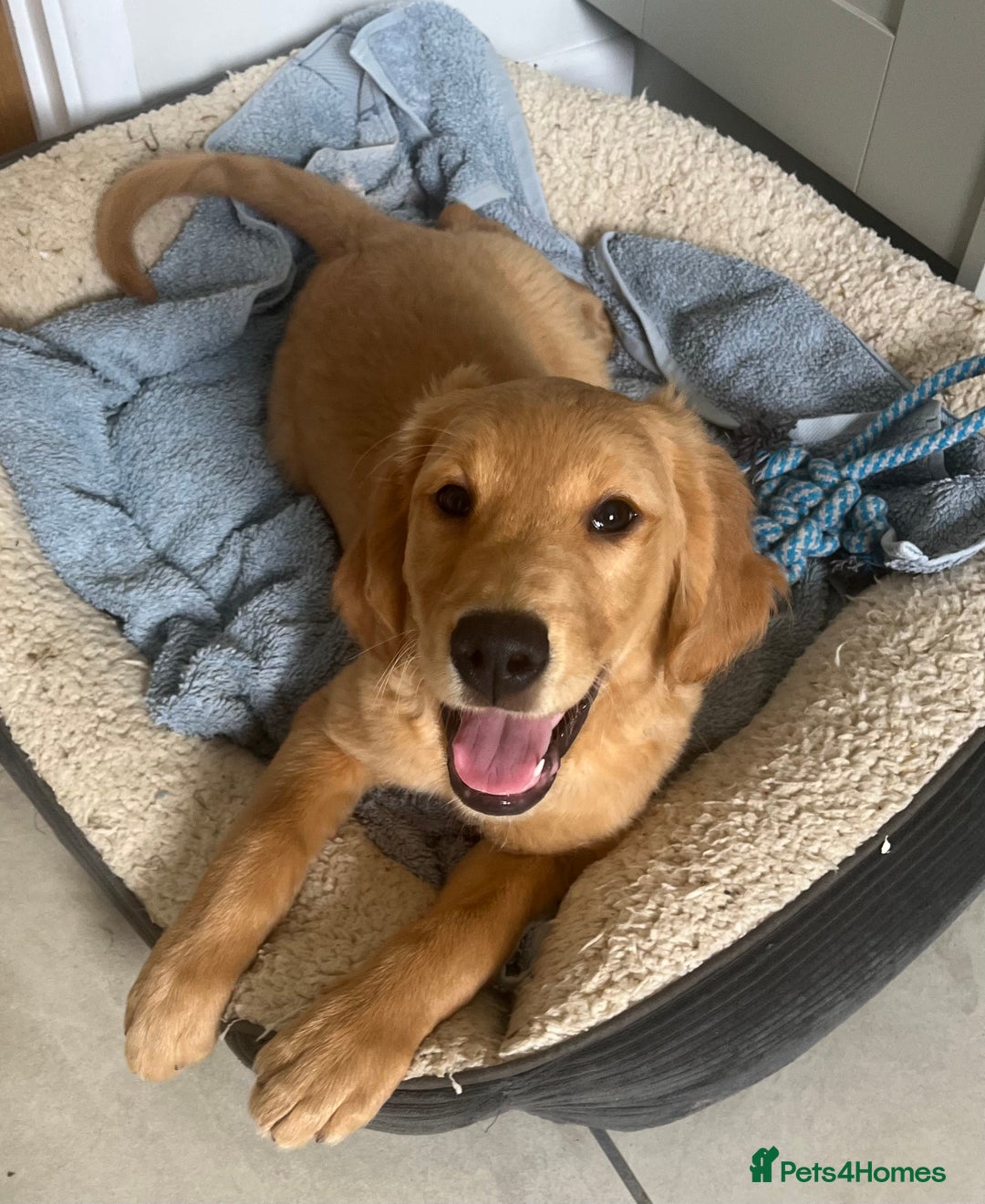Golden Retriever dogs for sale: Beautiful Male KC Golden Retriever Puppy - Image 1
