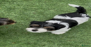 Biewer Terrier dogs - Advert 1