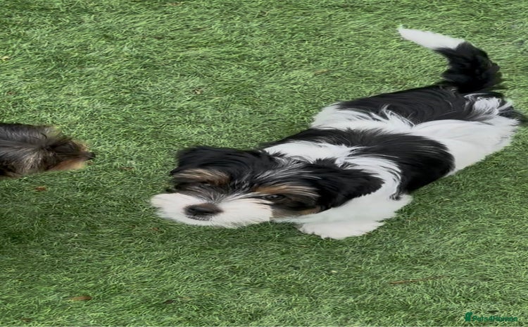 Biewer Terrier dogs - Advert 1