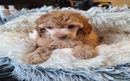 Miniature Poodle dogs for sale: KC REGISTERED MINIATURE POODLES - Image 11