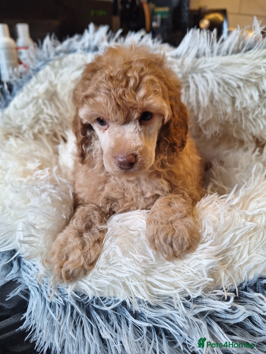 Miniature Poodle dogs for sale: KC REGISTERED MINIATURE POODLES - Image 11