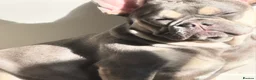 French Bulldog dogs for sale: Lilac Tan French Bulldogs  - Advert 2