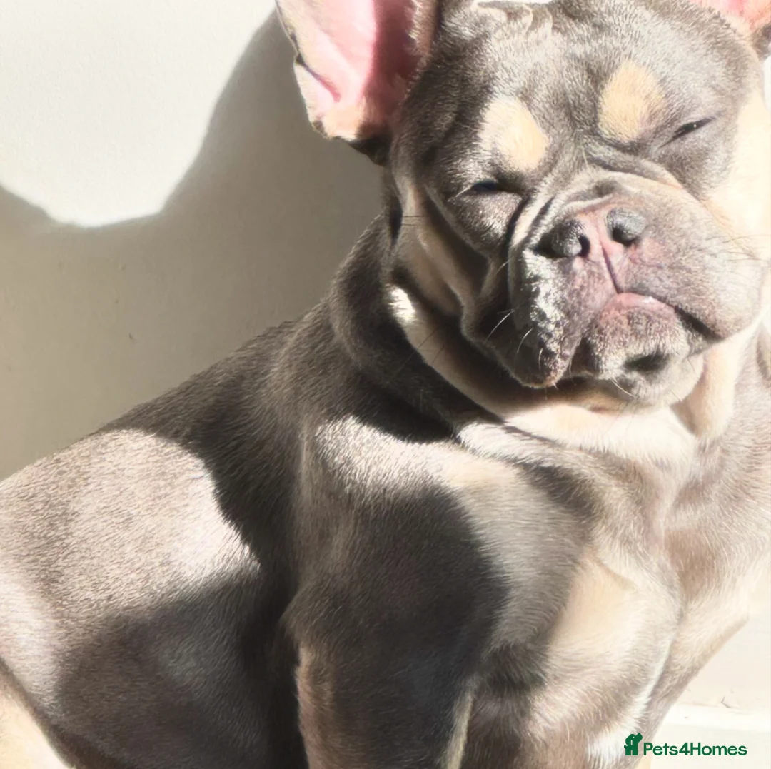 French Bulldog dogs for sale: Lilac Tan French Bulldogs  - Advert 2