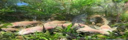 Catfish fish for sale: Various species of Ancistrus.Juveniles and adults. - Advert 15