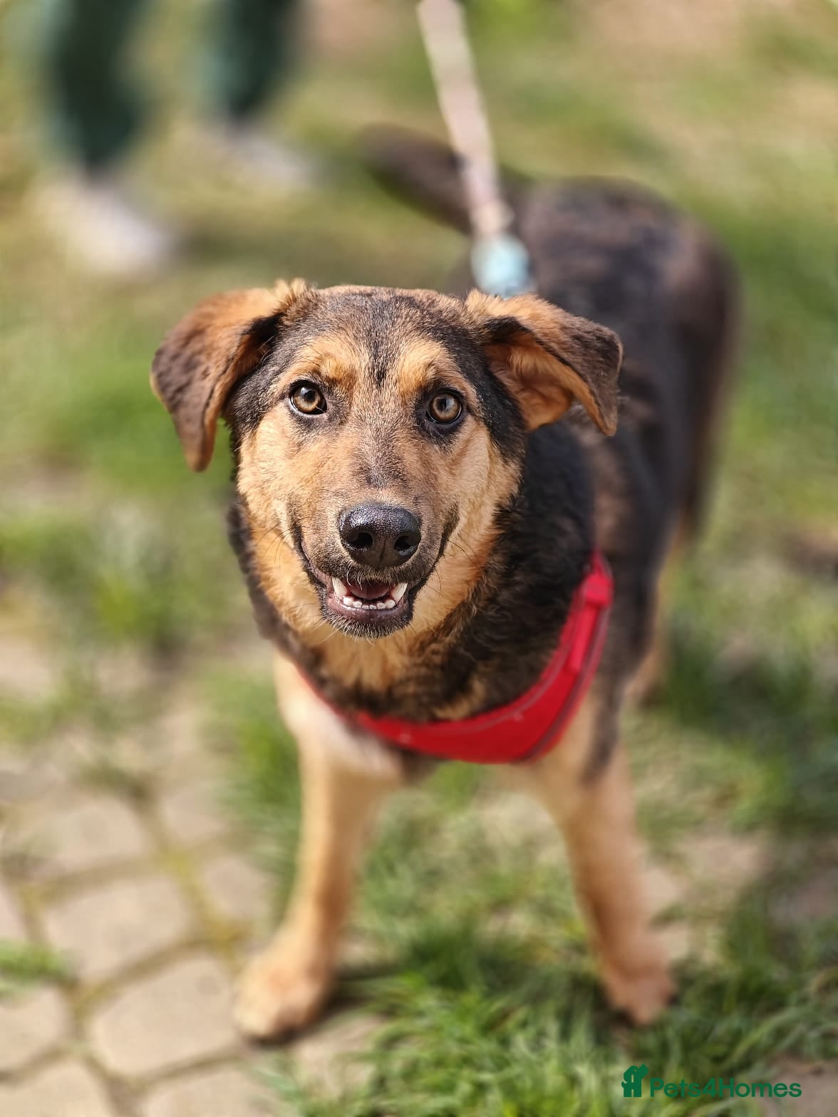 Mixed Breed dogs ❤️🐶 YASIA – SHE CHOOSES PEOPLE OVER EVERYTHING - Advert 18