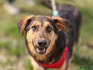 Mixed Breed dogs ❤️🐶 YASIA – SHE CHOOSES PEOPLE OVER EVERYTHING - Advert 18
