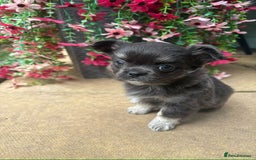 Chihuahua dogs for sale: Long Haired Russian Chihuahuas - Image 3