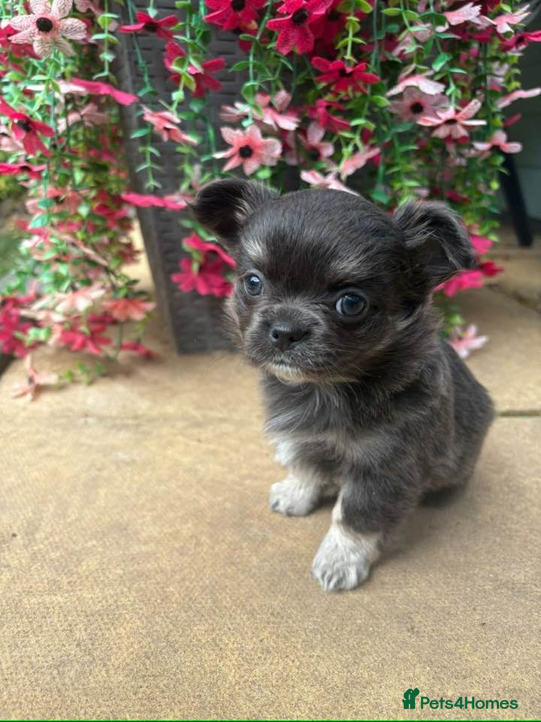 Chihuahua dogs for sale: Long Haired Russian Chihuahuas - Image 3