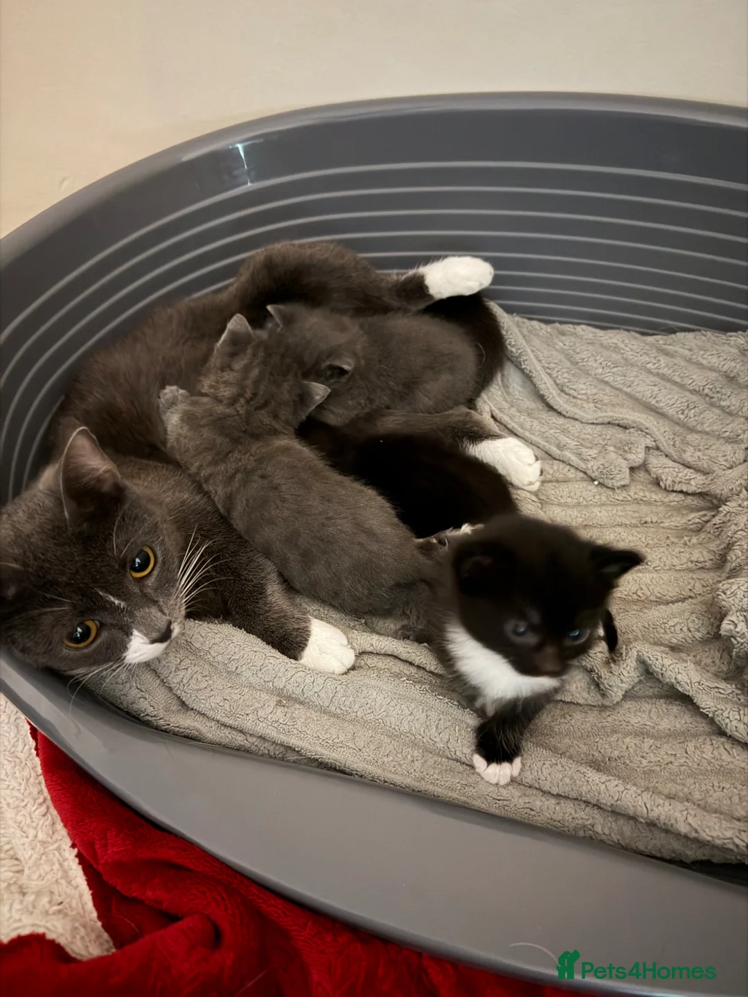 Mixed Breed cats for sale: Beautiful Kittens For Sale  - Advert 1