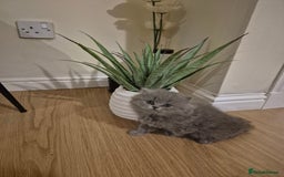 British Longhair cats for sale: British Longhair Female  - Image 3