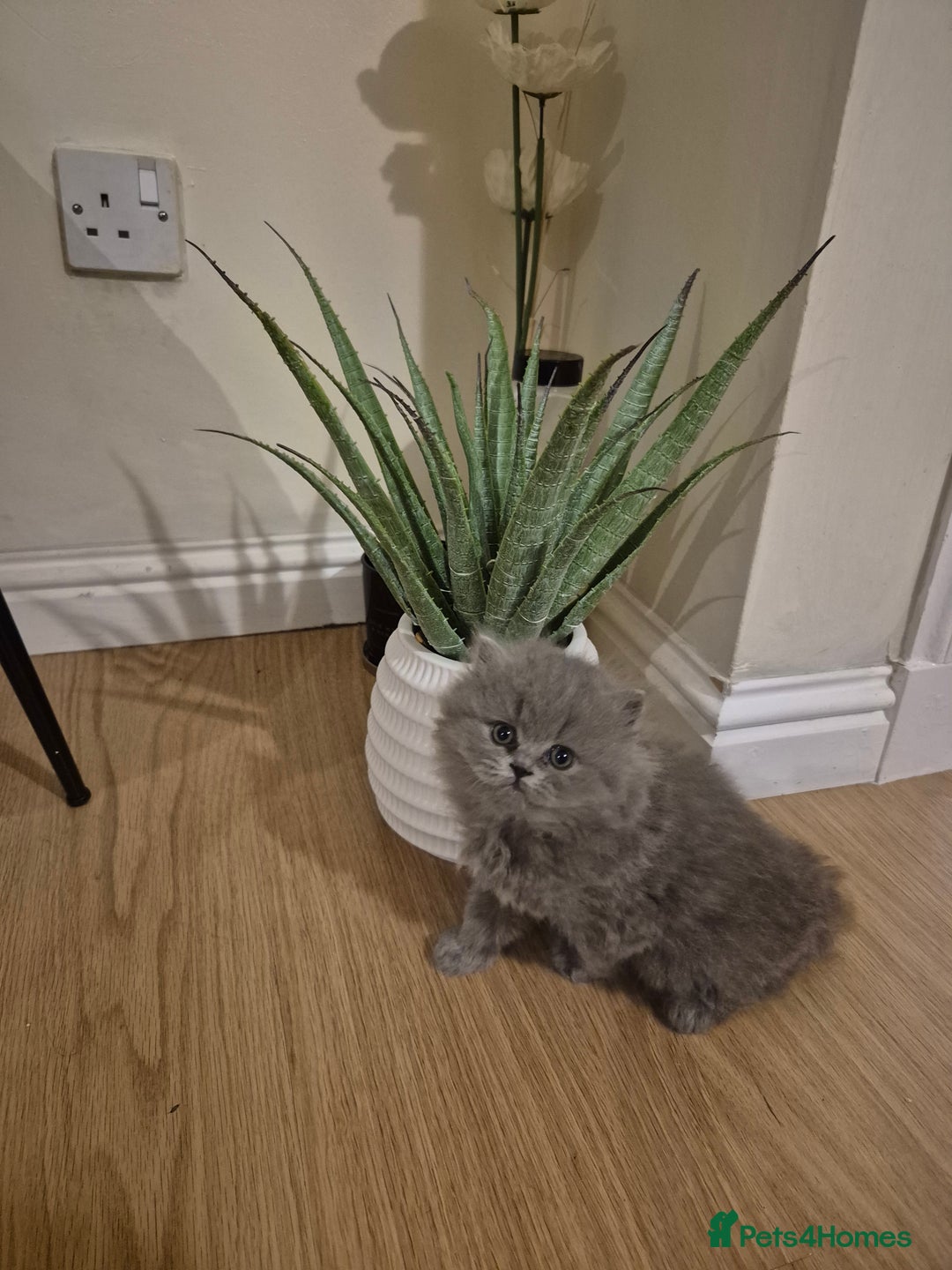 British Longhair cats for sale: British Longhair Female  - Image 3