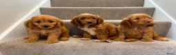Cockapoo dogs for sale: Cockapoo puppies F1  - Advert 1