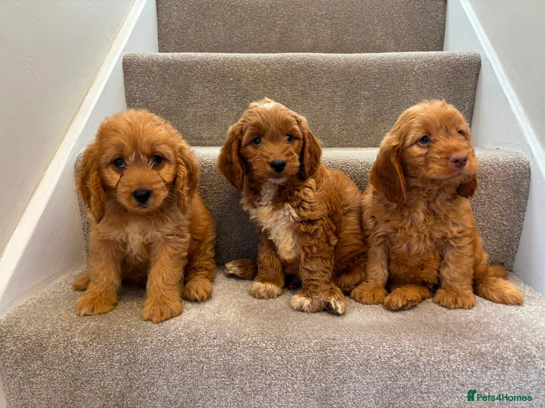 Cockapoo dogs for sale: Cockapoo puppies F1  - Advert 1