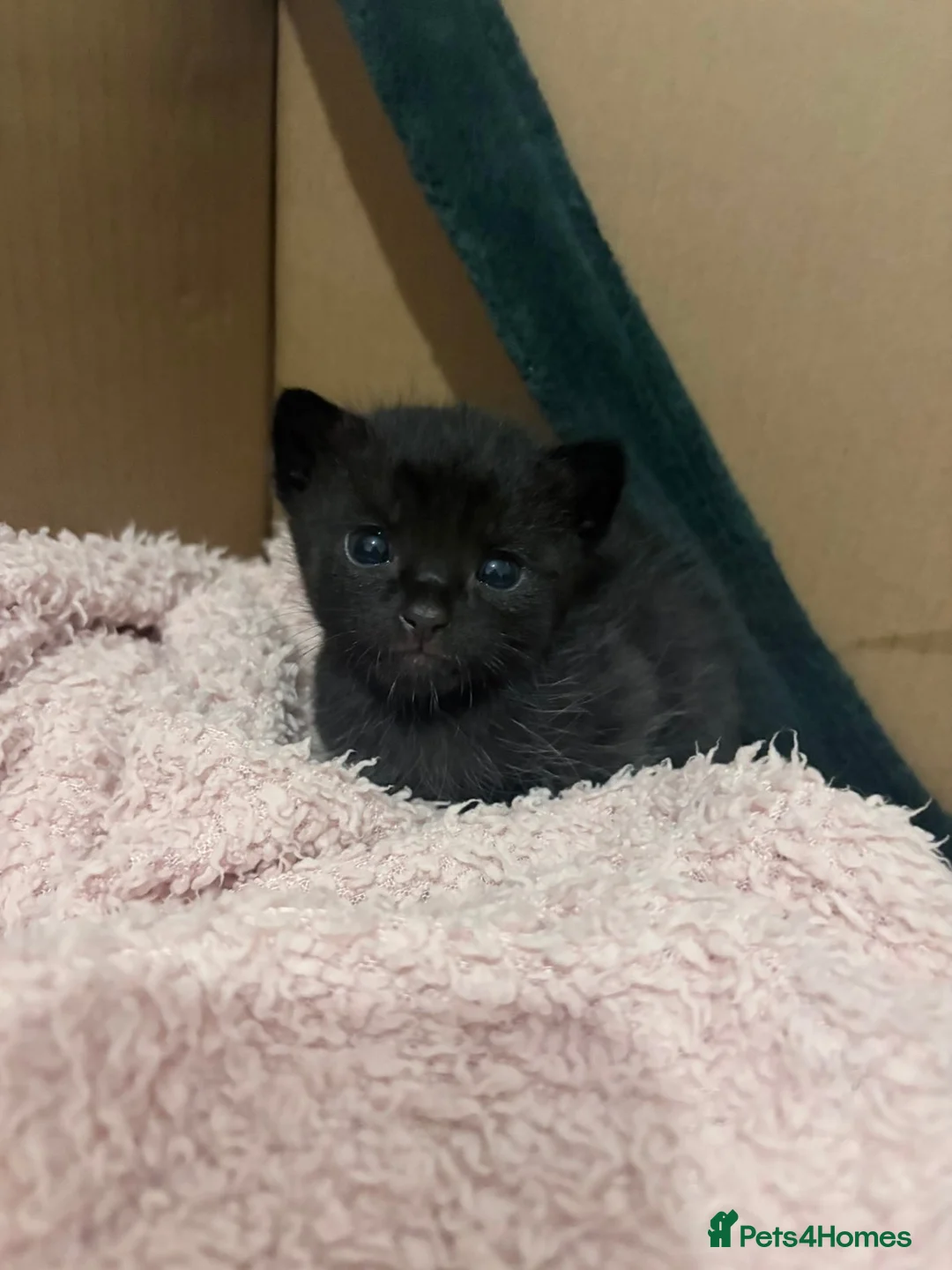 Mixed Breed cats for sale: Two female kittens in Nottingham - Advert 7