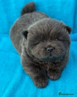 Chow Chow dogs - Advert 5