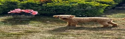Labradoodle dogs for stud: KC Reg TOY POODLE Stud Dog DNA Tested Somerset - Advert 8