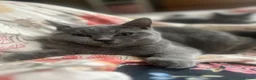 British Shorthair cats for sale: Champion lain kitts  - Advert 3