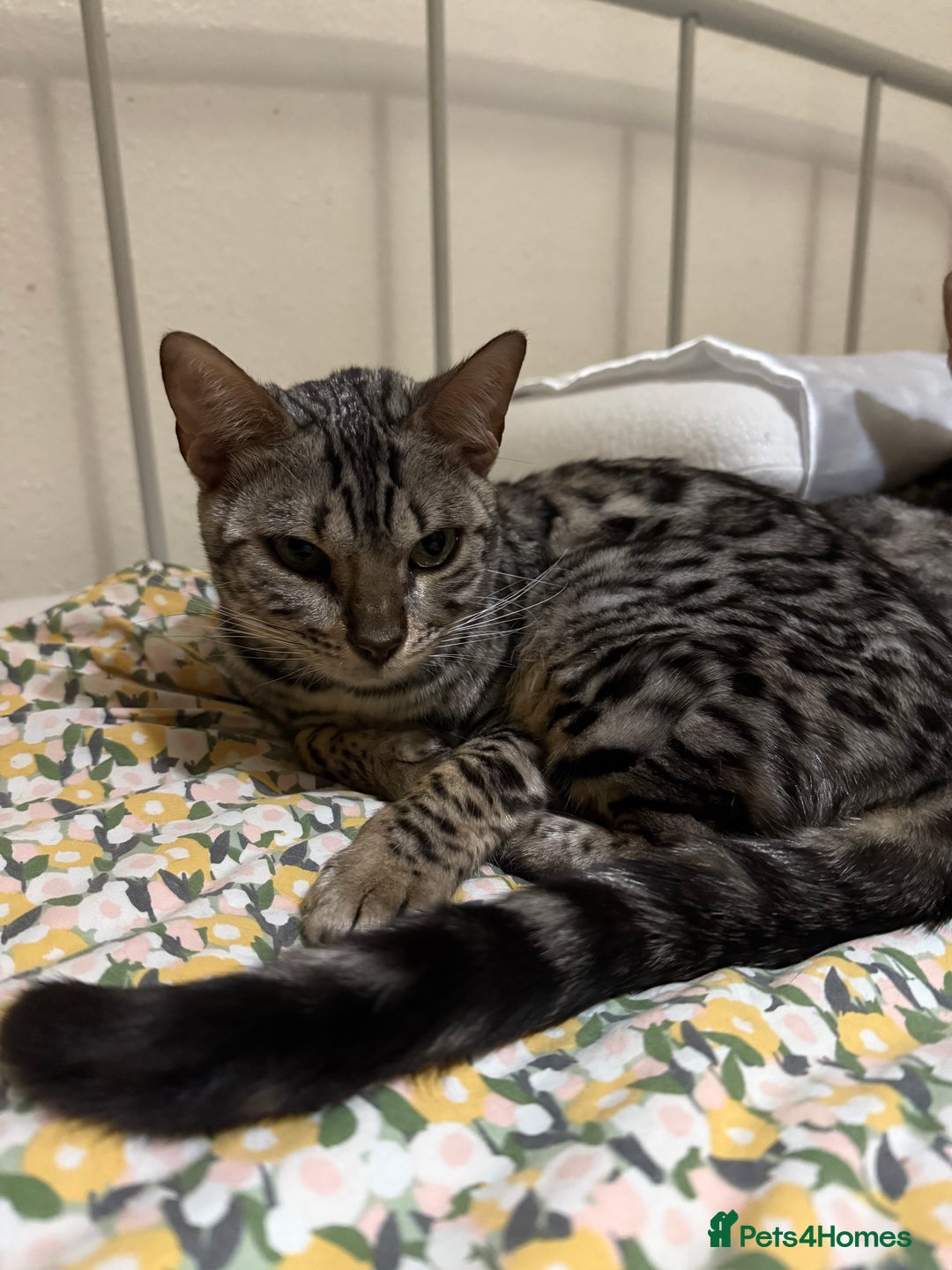 Bengal cats for sale: bengal cat looking for loving home - Advert 4