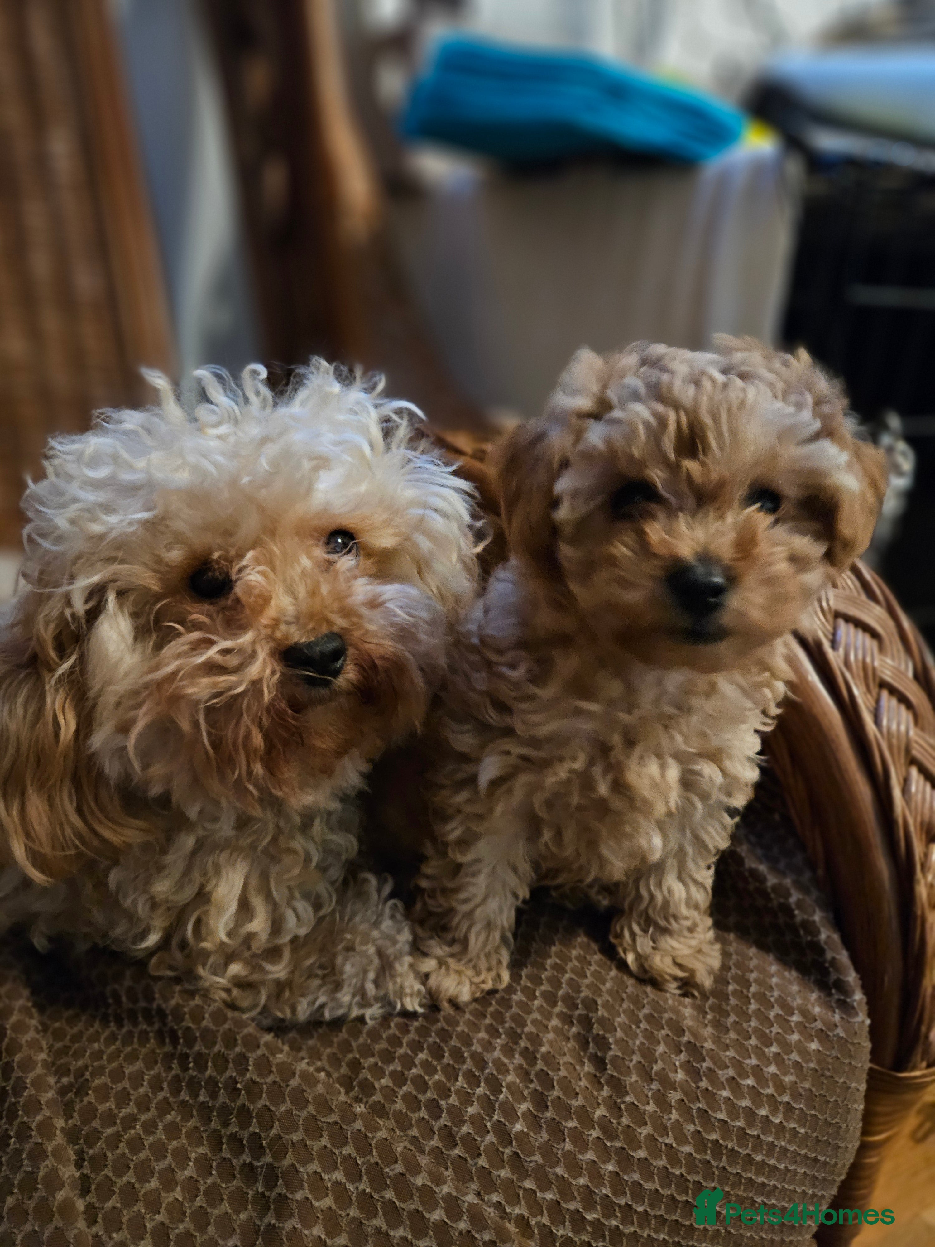 Toy Poodle dogs Toast - Advert 16