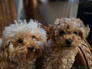 Toy Poodle dogs Toast - Advert 16