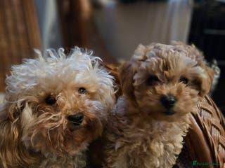 Toy Poodle dogs Toast - Advert 15