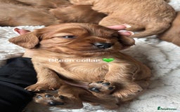 Cockalier dogs for sale: Cockalier puppies for sale  - Image 5