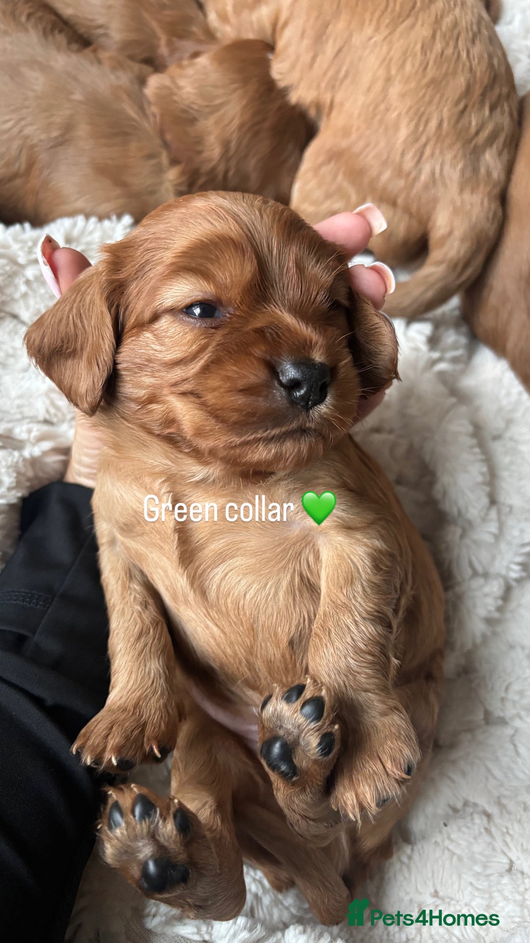 Cockalier dogs for sale: Cockalier puppies for sale  - Image 5