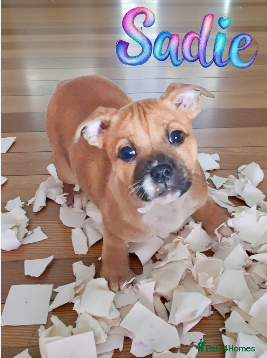 Staffordshire Bull Terrier dogs RED & WHITE SHORT & STOCKY TYPE PUPS AVAILABLE  - Advert 3